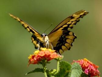 Desktop Wallpaper Beautiful Butterfly