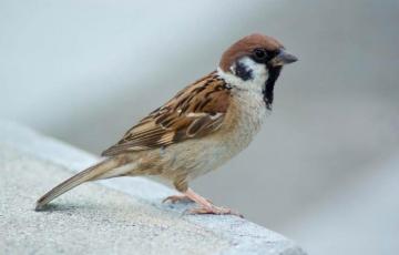 Cool Sparrow HD Wallpaper Ideas Bird