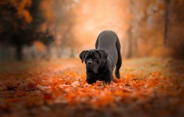 Wallpaper Autumn Forest Leaves Nature Pose Park Foliage Dog
