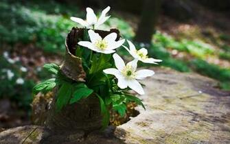 Spring Forest Wallpaper