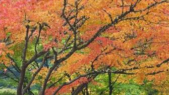 Autumn Garden Japanese Oregon Portland Foliage Wallpaper