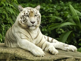 Tag White Tiger Desktop Wallpaper Background Photos Image And