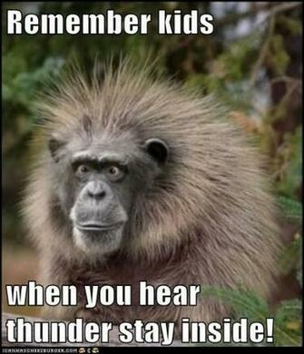 Funny Animal Background With Captions