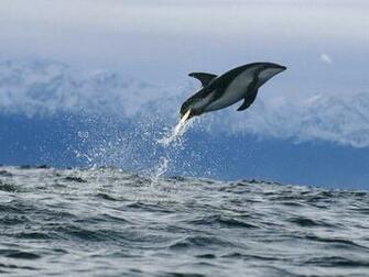 The Best Top Desktop Dolphin Wallpaper HD Dolphins Jpeg