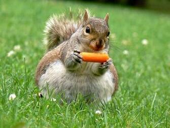 Cute Squirrel Wallpaper HD Desktopinhq