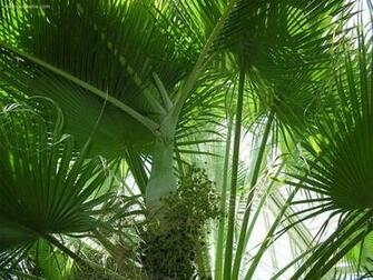 Palm Sunday Wallpaper Desktop Background