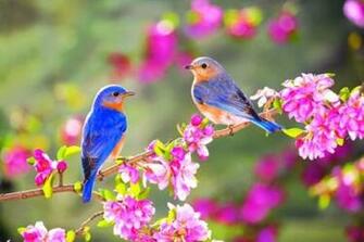 Of Spring Nature Wallpaper Photoshoot Desktop
