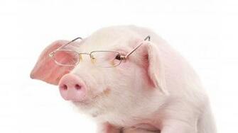 4k Piggy Wallpaper High Quality