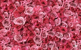 HD Flower Wallpaper For Pc Of Nature