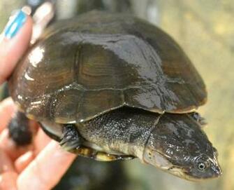 African Sideneck Turtles