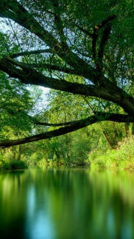 Nature Green iPhone Wallpaper With Image Resolution