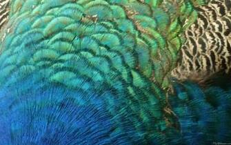Peacock Feathers I