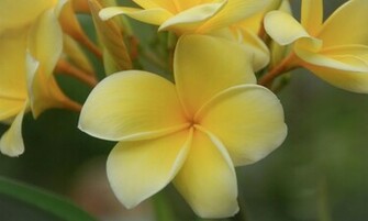 Plumeria Frangipani HD Wallpaper High Definition
