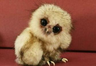 Ugly Baby Animals Pictures Wallpaper With Their Mothers