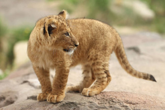 Baby Lion Wallpaper