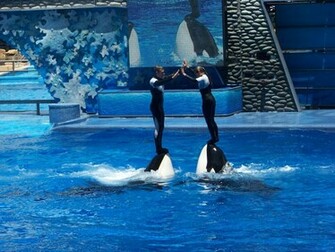 High Definition Wallpaper Photo Shamu Html