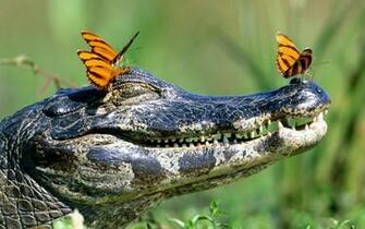 Crocodiles Insects Reptile HD Wallpaper