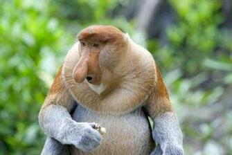 Animals That Live In The Rainforest Jpg Animal Pictures