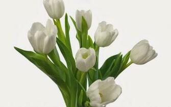 Beautiful White Flowers Mobile Wallpaper