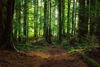 Spring Forest Wallpaper HD Desktopinhq