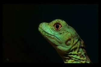 Gecko Wallpaper