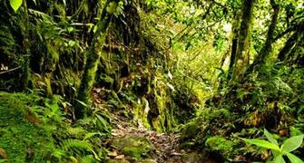 Rain Forest Wallpaper Art