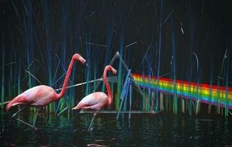 Pink Floyd The Dark Side Of Moon Pond