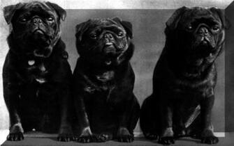 Black Pug Wallpaper