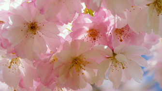 Japanese Pink Wallpaper