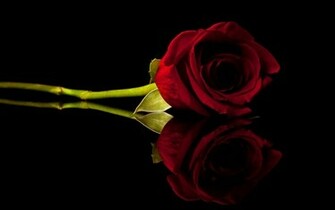 Flowers Roses Black Background Red Rose Wallpaper Nature