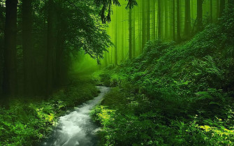 Beautiful Forest HD Image Live Wallpaper Hq Picture On