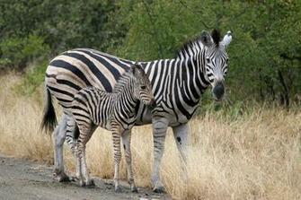 Funny African Animals HD Wallpaper