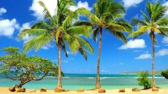Wallpaper S Collection Sunny Beach