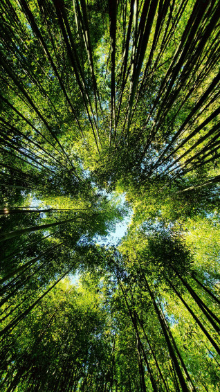 Forest iPhone Wallpaper