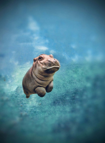 Cute Animal iPhone Wallpaper