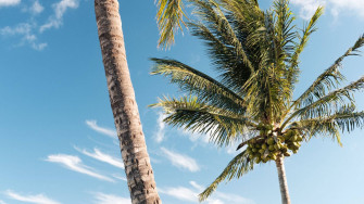 Coconut Tree Wallpaper