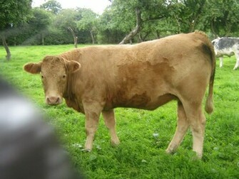 Cute Cow Image HD Wallpaper Pretty