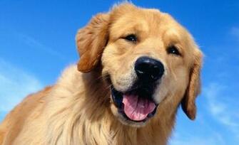 Beautiful Dogs Wallpaper HD Pretty