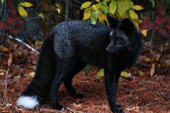 Black Fox Wallpaper HD