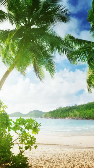 Palm Tree Beach Wallpaper