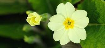 Desktop Mind Blowing Beach Primrose Wallpaper
