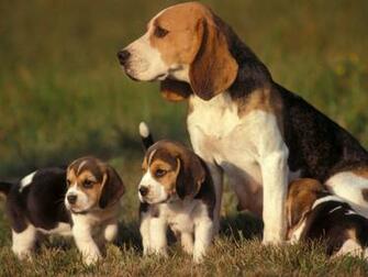 Beagle Puppy Wallpaper