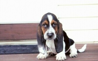 Basset Hound Wallpaper