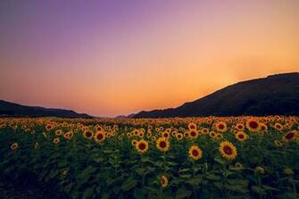 Sunflower Field By Yoshiki Fujiwara On 500px Imagens
