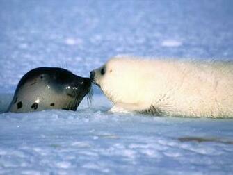 Seals Wallpaper Fun Animals Wiki Videos Pictures Stories