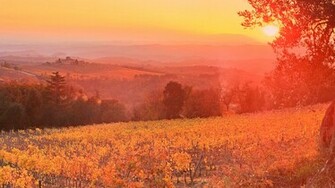 Vineyard Sunset Siena Tuscany Italy Wallpaper HD