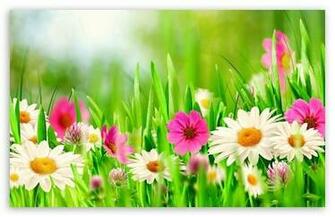 Easter Sunday HD Wallpaper For Standard Fullscreen Uxga