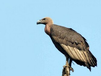 Vulture Wallpaper