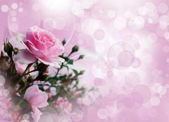 Description Pink Rose Wallpaper Ultra HD Widescreen Higher