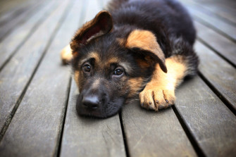 Cool Dogs Wallpaper